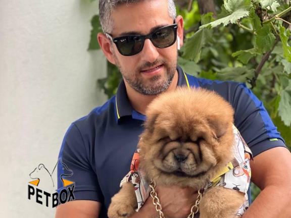 فروش توله های چاوچاو وارداتی از کشور مسکو