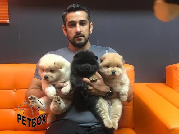 فروش توله های چاوچاو وادراتی