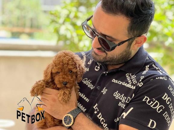 فروش توی پودل کد 12