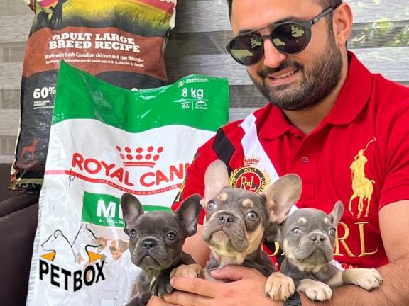 فروش توله های فرنچ بولداگ کد 8