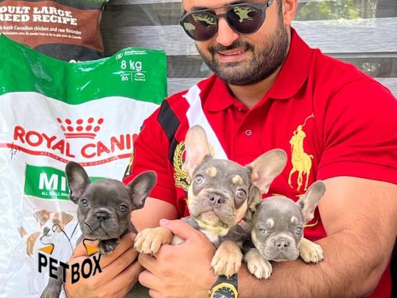 فروش  توله های بینظیر فرنچ بولداگ کد 7