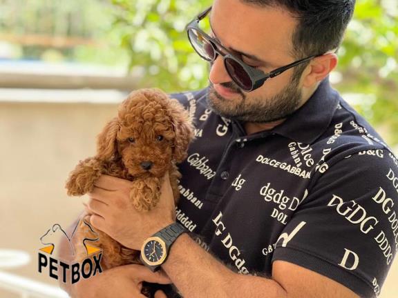 فروش توله های توی پودل وارداتی کد 5