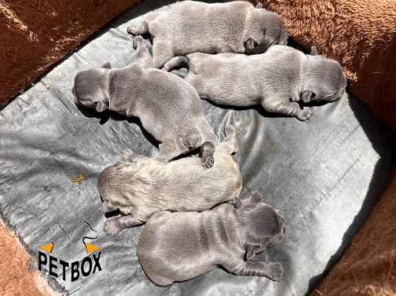 فروش  توله های بینظیر فرنچ بولداگ کد 8