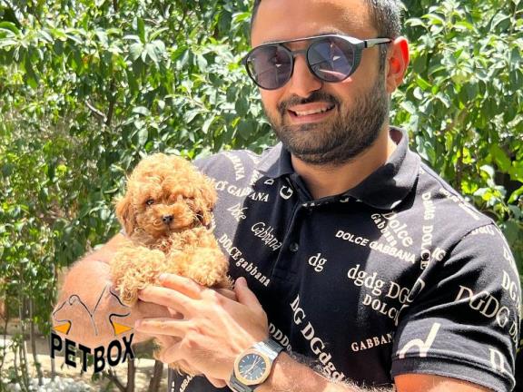 فروش توله های توی پودل رنگ رد وارداتی