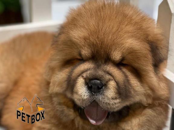 فروش توله های چاوچاو وادراتی