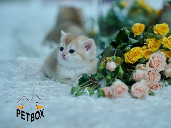 فروش گربه های بریتیش ny11