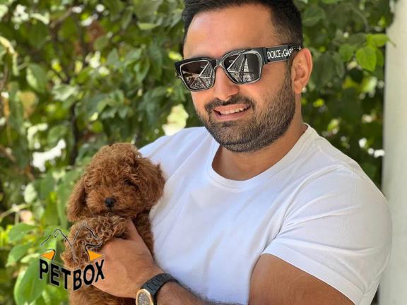 فروش توله های توی پودل کد 12