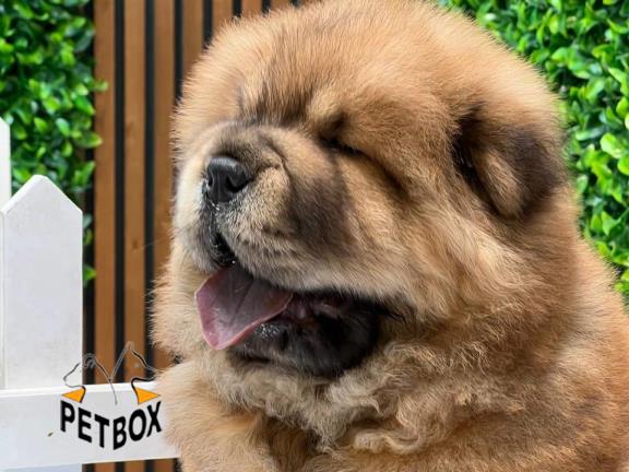 فروش توله های چاوچاو وارداتی از مسکو