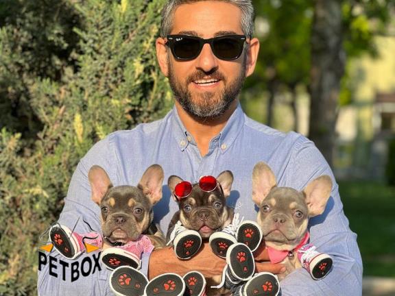 فروش  توله های بینظیر فرنچ بولداگ کد9