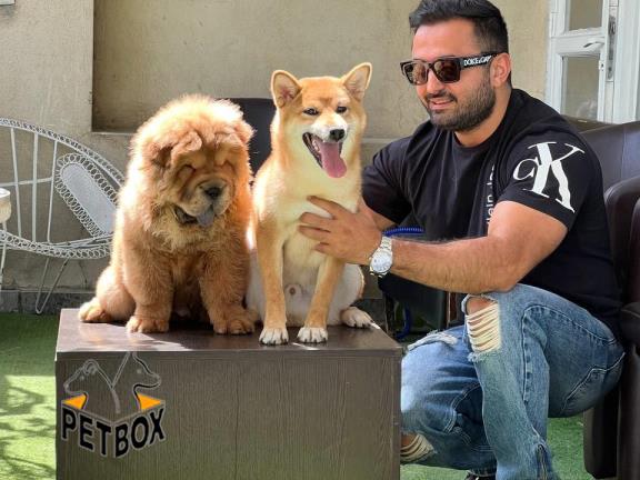 فروش توله های چاوچاو و شیبااینو