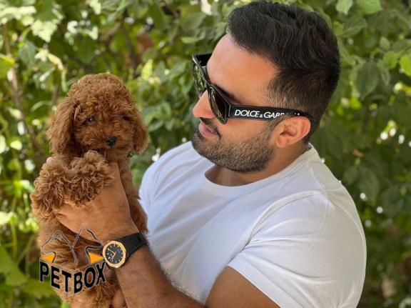 فروش توله های توی پودل رنگ رد کد 3