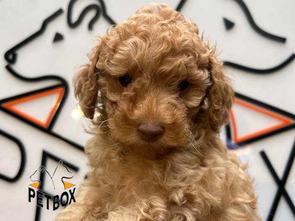 فروش توله های پودل مینیاتوری کد 4