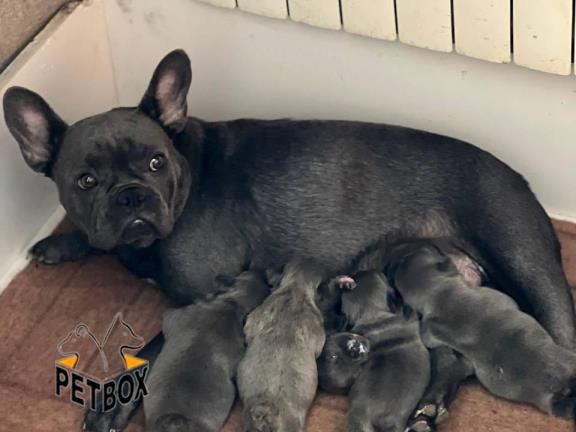 فروش توله های فرنچ بولداگ رنگ بلو 