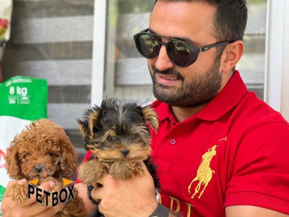 فروش توله ی توی پودل کد 4