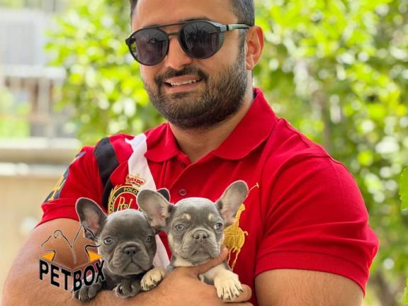 فروش توله ی فرنچ بولداگ در رنگ خاص