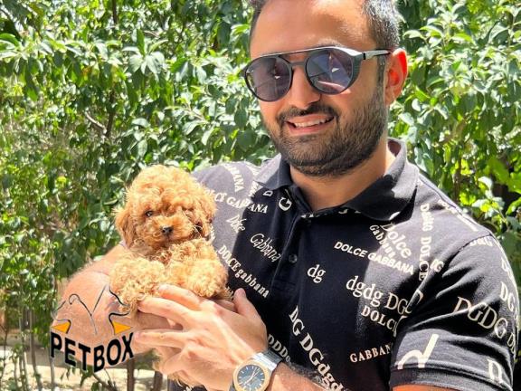 فروش توله ی توی پودل وارداتی  سایز تیکاپ