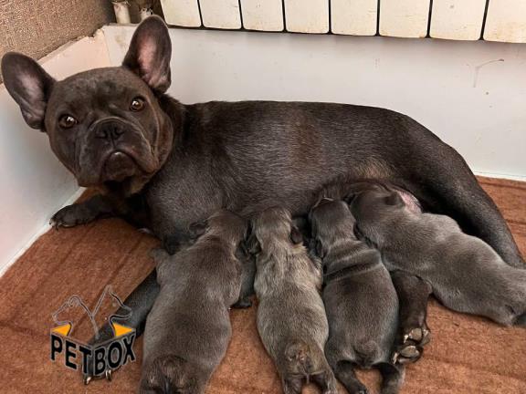 فروش توله ی فرنچ بولداگ کد 8