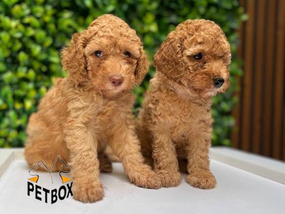 فروش توله های توی پودل کد 13