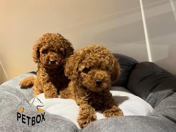 فروش توله های توی پودل کد 15