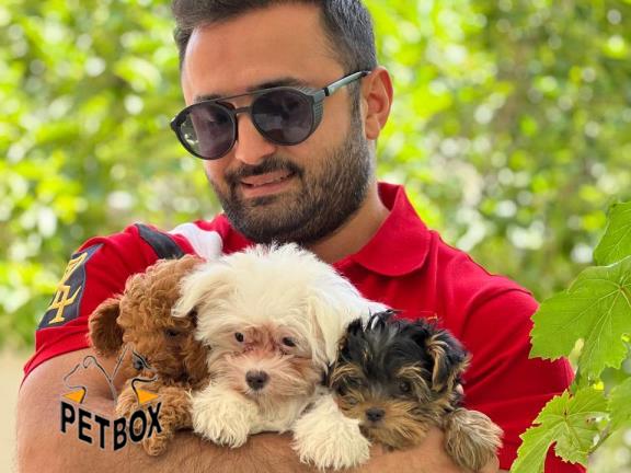 فروش سگ های خانگی 