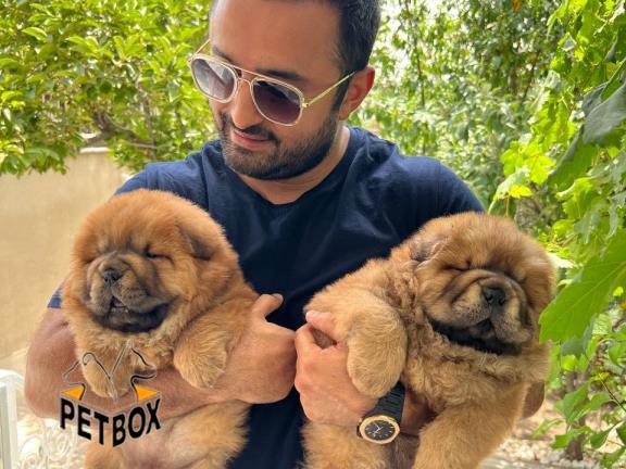 فروش توله های چاوچاو کد 3