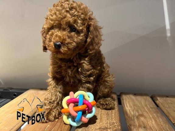 فروش توله های توی پودل کد 14