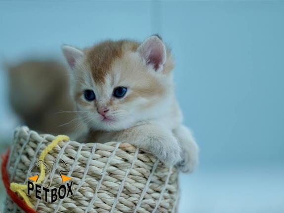 فروش گربه های بریتیش