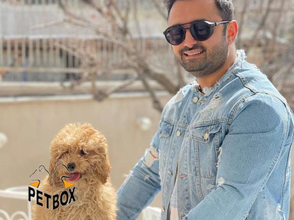 فروش توله ی مینیاتور پودل 