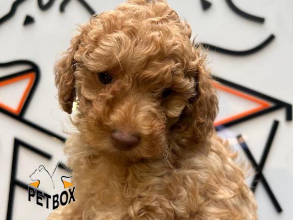 فروش توله ی مینیاتور پودل کد 2