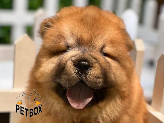 فروش توله های چاوچاو کد4