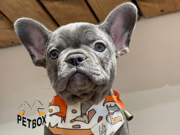 فروش توله های فرنچ بولداگ رنگ بلو 