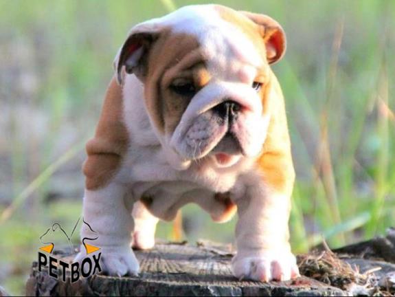 فروش توله های انگلیش بولداگ 