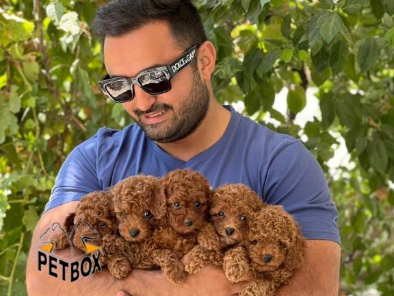 فروش توله های توی پودل کد 15