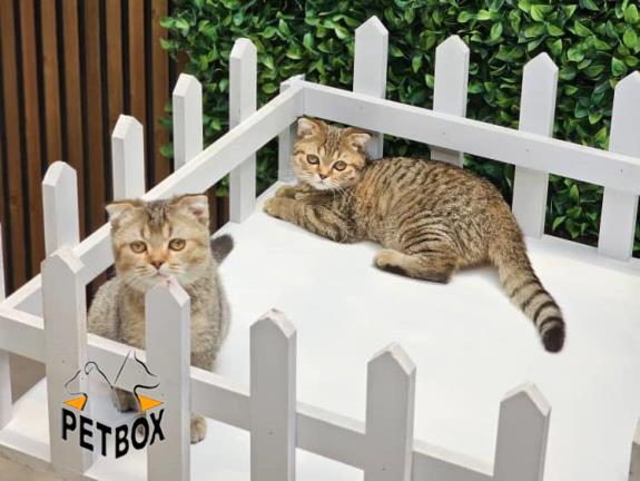 فروش گربه های اسکاتیش فولد 