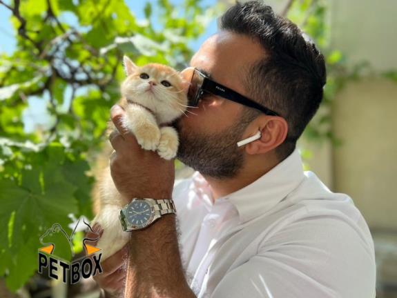 فروش گربه های بریتیش ny11