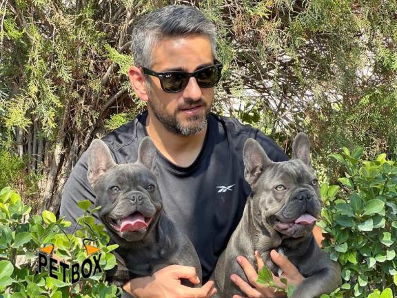 فروش توله های فرنچ بولداگ وارداتی 