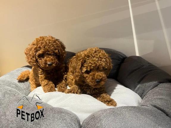 فروش توله های توی پودل کد 16