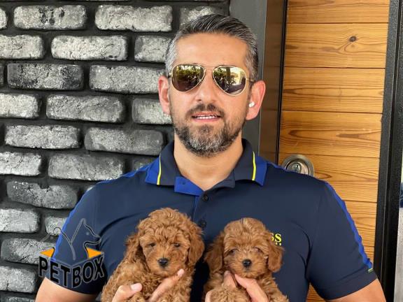 فروش توله های توی پودل کد 13