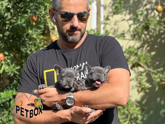 فروش توله های فرنچ بولداگ رنگ بلو 