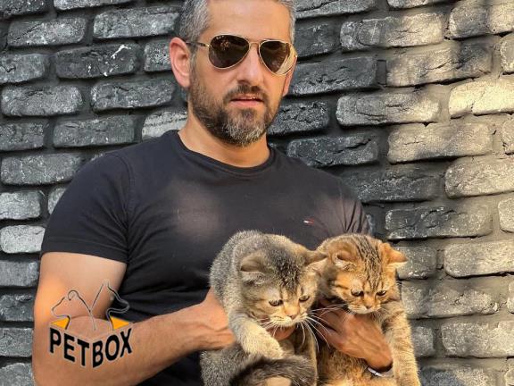 فروش گربه های اسکاتیش کد 3