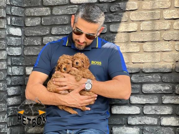 فروش توله های توی پودل کد 16