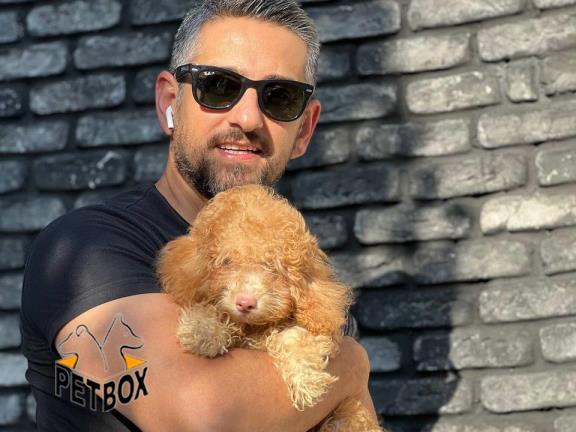 فروش پودل مینیاتوری کد 4