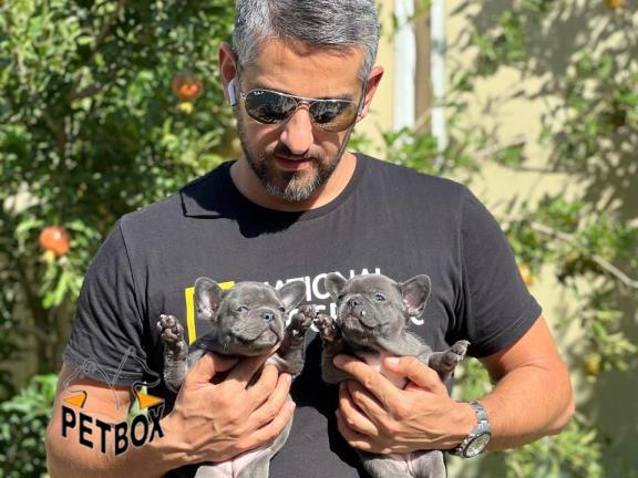 فروش توله های فرنچ بولداگ