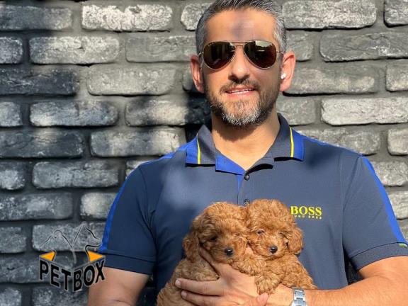 فروش توله های توی پودل رنگ  رد 