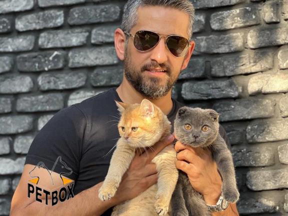 فروش گربه های اسکاتیش و بریتیش 