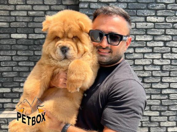 فروش توله های چاوچاو کد4