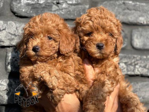 فروش توله های پودل عروسکی