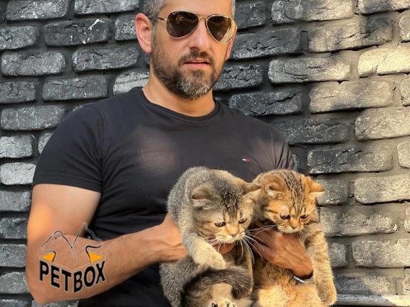 فروش توله های اسکاتیش فولد 