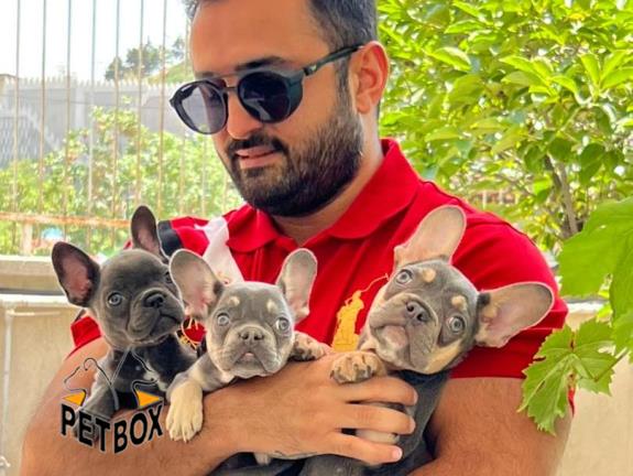 فرنچ بولداگ های بینظیر فقط در پتباکس