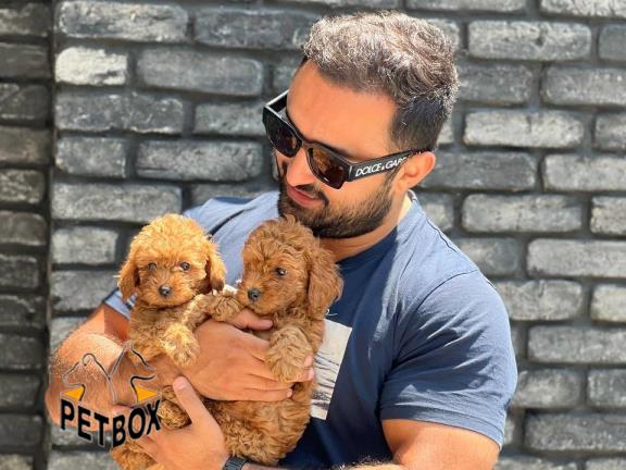 فروش پودل عروسکی رنگ  رد 